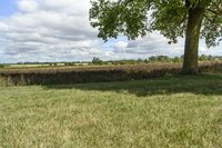 Beautiful Ontario Landscape with Green Grass and Trees