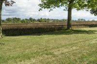 Beautiful Ontario Landscape with Green Grass and Trees