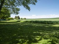 a field with a bench near a tree and grass, next to the woods and blue sky