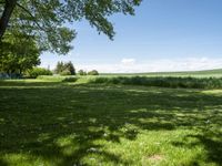 a field with a bench near a tree and grass, next to the woods and blue sky