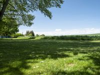 a field with a bench near a tree and grass, next to the woods and blue sky