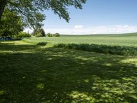 a field with a bench near a tree and grass, next to the woods and blue sky