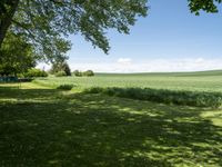 a field with a bench near a tree and grass, next to the woods and blue sky