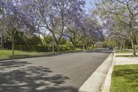 a street is lined with purple flowers growing between the trees and bushes at both ends of the driveway