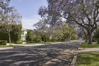 a street is lined with purple flowers growing between the trees and bushes at both ends of the driveway