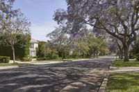 a street is lined with purple flowers growing between the trees and bushes at both ends of the driveway