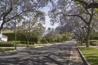 a street is lined with purple flowers growing between the trees and bushes at both ends of the driveway