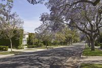 a street is lined with purple flowers growing between the trees and bushes at both ends of the driveway