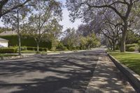 a street is lined with purple flowers growing between the trees and bushes at both ends of the driveway