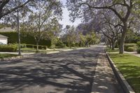 a street is lined with purple flowers growing between the trees and bushes at both ends of the driveway