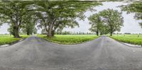 the road is paved with pavements and trees lined up along each side of it