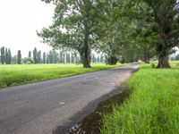 a paved path with trees next to it and grass in the foreground, and puddles in the road below