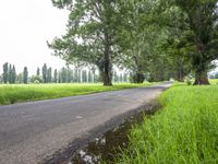 a paved path with trees next to it and grass in the foreground, and puddles in the road below