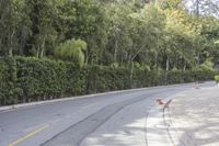 a person walks down a street with no sidewalks or cars on the pavement, while other people walk in a sidewalk, along the trees