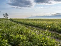 Berlin agriculture landscape with clear sky