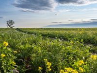 Berlin agriculture landscape with clear sky