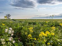 Berlin agriculture landscape with clear sky