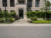 the bicycles are parked outside on the driveway with trees and plants near them, and two trees planted along the side