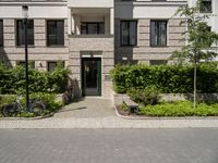 the bicycles are parked outside on the driveway with trees and plants near them, and two trees planted along the side