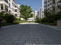 a quiet street lined with green trees in a city setting near apartment buildings and greenery