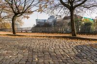 a sidewalk lined with small leaves next to a building and tree line on one side