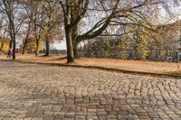 a sidewalk lined with small leaves next to a building and tree line on one side