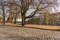 a sidewalk lined with small leaves next to a building and tree line on one side