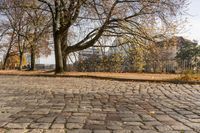 a sidewalk lined with small leaves next to a building and tree line on one side