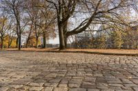 a sidewalk lined with small leaves next to a building and tree line on one side