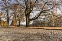 a sidewalk lined with small leaves next to a building and tree line on one side