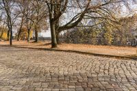 a sidewalk lined with small leaves next to a building and tree line on one side