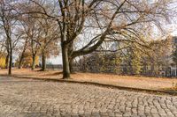 a sidewalk lined with small leaves next to a building and tree line on one side