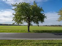 two trees sit along an empty road, with a grassy field in the background on a bright day