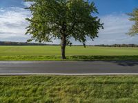 two trees sit along an empty road, with a grassy field in the background on a bright day