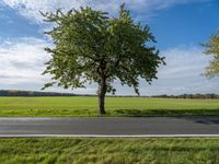 two trees sit along an empty road, with a grassy field in the background on a bright day