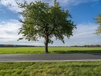 two trees sit along an empty road, with a grassy field in the background on a bright day