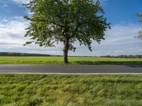 two trees sit along an empty road, with a grassy field in the background on a bright day