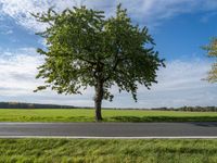 two trees sit along an empty road, with a grassy field in the background on a bright day