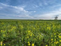 Berlin Autumn Landscape: A Field of Vibrant Flowers