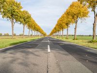 an empty road leads to two rows of trees on each side of it near a field and grassy area with trees, grass, and other