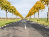 an empty road leads to two rows of trees on each side of it near a field and grassy area with trees, grass, and other