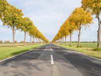 an empty road leads to two rows of trees on each side of it near a field and grassy area with trees, grass, and other