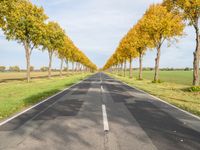 an empty road leads to two rows of trees on each side of it near a field and grassy area with trees, grass, and other