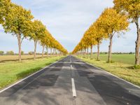 an empty road leads to two rows of trees on each side of it near a field and grassy area with trees, grass, and other