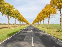 an empty road leads to two rows of trees on each side of it near a field and grassy area with trees, grass, and other