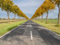 an empty road leads to two rows of trees on each side of it near a field and grassy area with trees, grass, and other