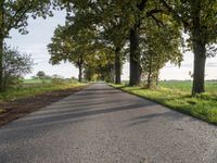 a country road that has large trees lining it and a field behind the alley where it's going