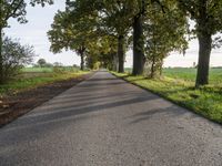 a country road that has large trees lining it and a field behind the alley where it's going