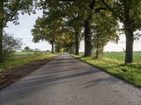 a country road that has large trees lining it and a field behind the alley where it's going