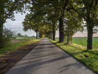 a country road that has large trees lining it and a field behind the alley where it's going